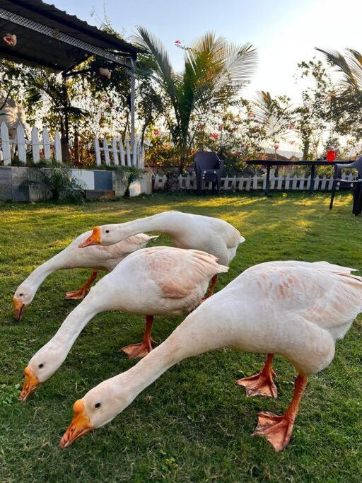 Saifarms Private Farmhouse Between Pune & Lonavala Nethersole Dam Exterior foto